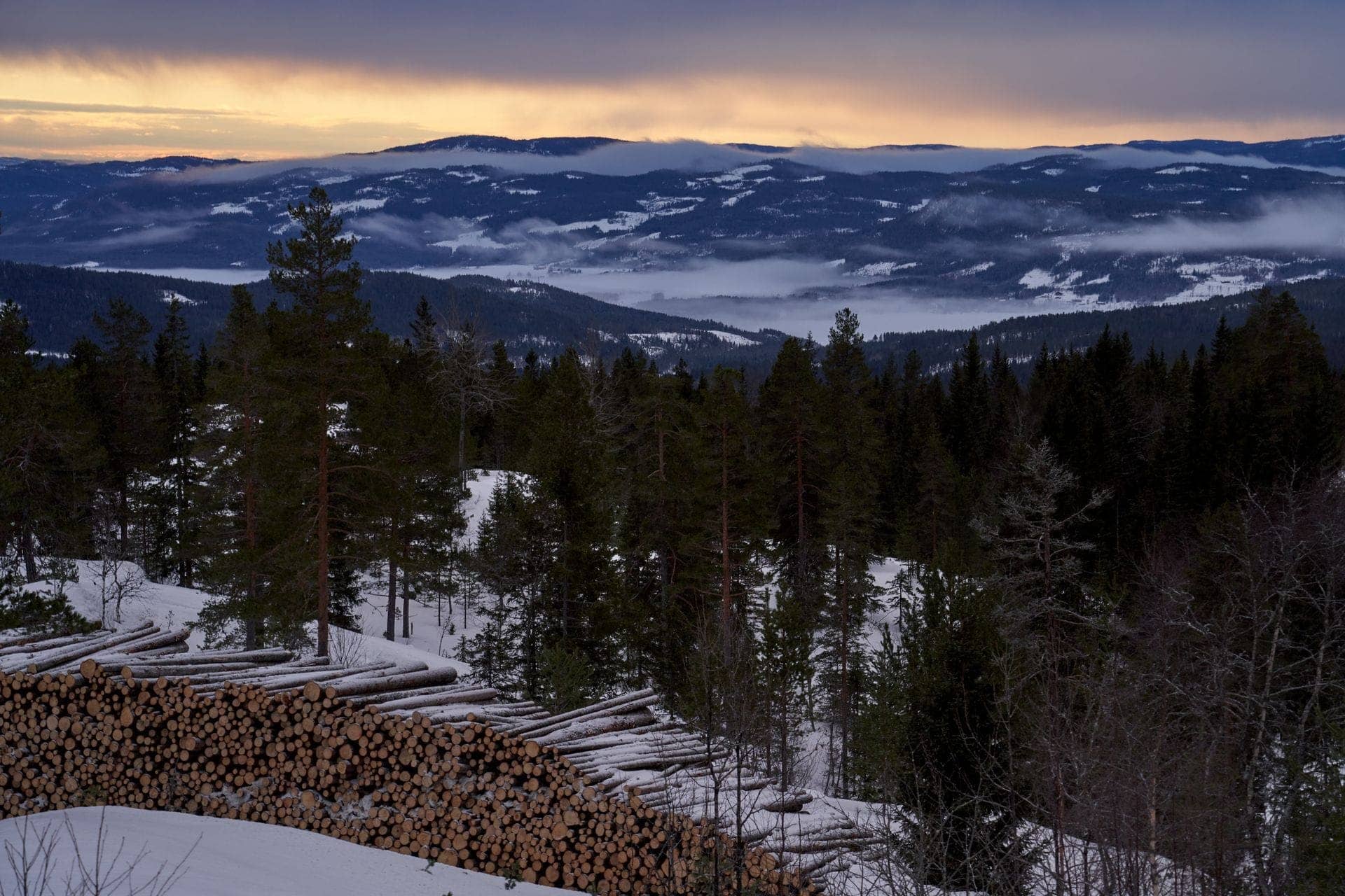 Tømmerstokker stablet i snødekt granskog med utsikt over en norsk fjelldal